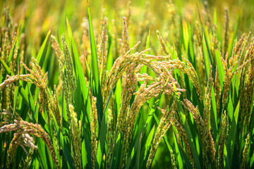 During the harvest season in autumn, golden paddy fields and rice grow and mature in the fields