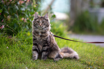 Norwegian Forest cat, 10 month. Classic Torbie