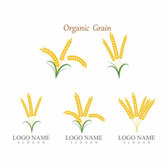 Agriculture wheat Logo Template vector icon design