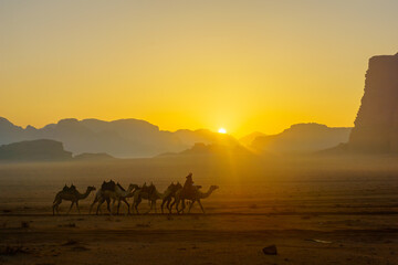 Fototapeta na wymiar Camelcade at sunrise in Wadi Rum desert park