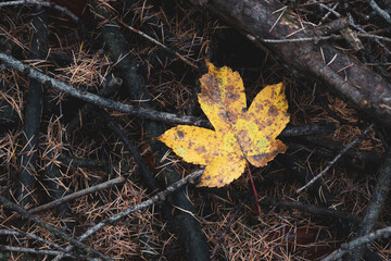 Sycamore leaf on forest floor.