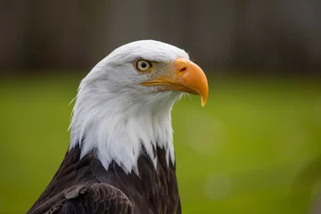 Foto op Plexiglas american bald eagle © annie