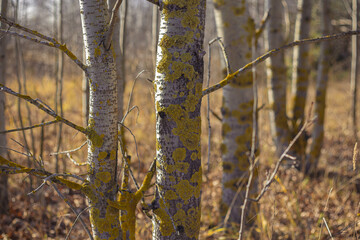 Fototapeta premium Disease of trees. Orange growths on the bark of trees.