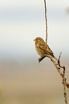 Emberiza calandra or Triguero, perched on a twig.