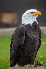 Foto op Plexiglas american bald eagle © annie