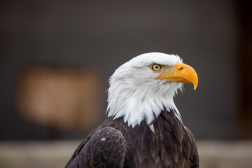 Obraz premium american bald eagle
