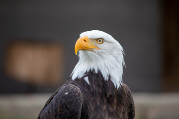 american bald eagle