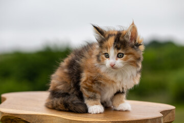 Norwegian Forest cat, kitten, tortie and white