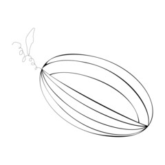 An outline vector illustration of a cut melon isolated on transparent background. Designed in black and white colors for web concepts, prints, templates