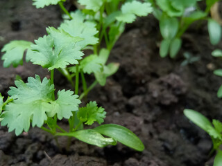 Cilantro is being grown on farms in India green leaves and organic fresh medicinall, healthy food Farming