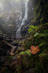 The Leaf, The Mist & The Waterfall

