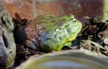 African Bullfrog.
 These are the largest frogs in South Africa. Young frogs have a bright green back with contrasting white spots. A narrow light stripe or dark spots may run along the back. The skin 