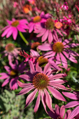 Fototapeta premium Blumenblüten wildlife