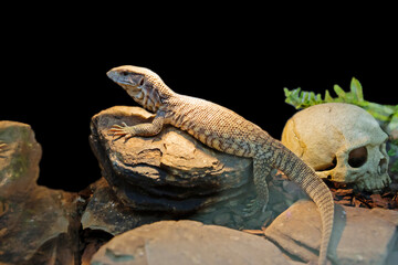 Bosc’s Monitor, Savannah Monitor. This is a giant lizard, common only in sub-Saharan Africa. The color can be from gray to brown. On the back there are rows of round yellow spots with dark edging. The