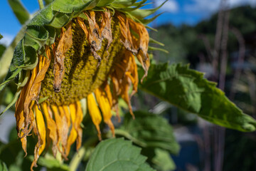Sonnenblume