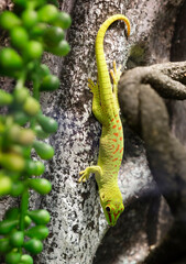 Madagascar Day Gecko.
 This is a genus of lizards of the family of true geckos. It is an arboreal and diurnal lizard found in the tropical forests of Madagascar. In nature, it feeds on insects and nec