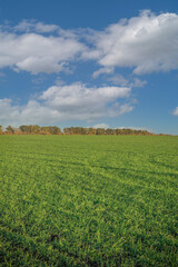 Naklejka premium green sown fields in autumn in Russia