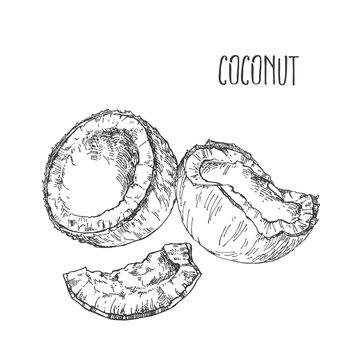 Hand drawn vector tropical coconut fruit nuts