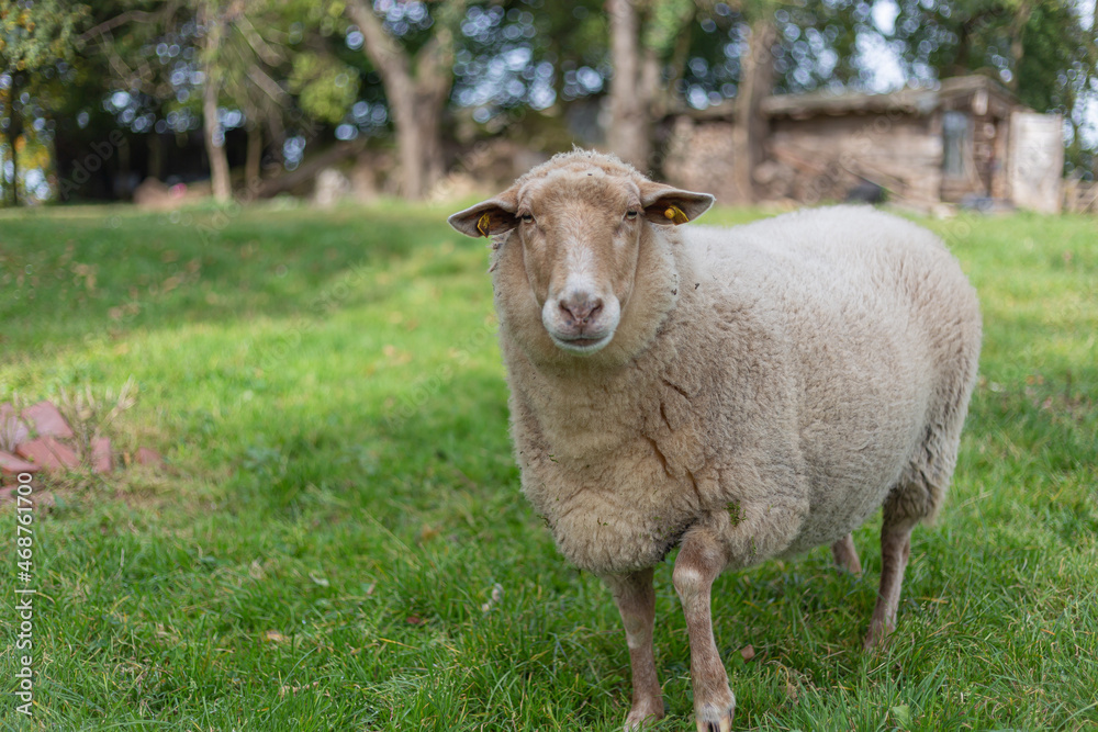 Poster Closeup shot of sheep in a pasture