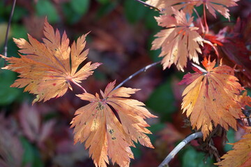 bunte Herbstblätter