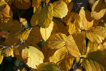 bunte Herbstblätter