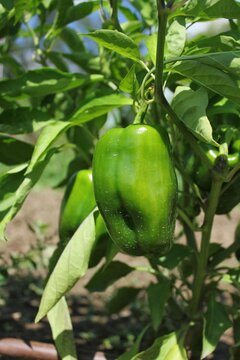 Green bell pepper on the vine