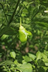 green pepper on a vine