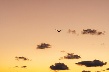 Fototapeta na wymiar Shore bird flying over the coast at sunrise 