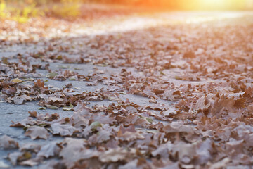 Fototapeta na wymiar Fallen autumn oak leaves on background of road illuminated by sun.