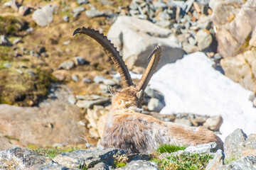 Alpine ibex in the mountains of Gran Paradiso National Park in Piedmont, Italy