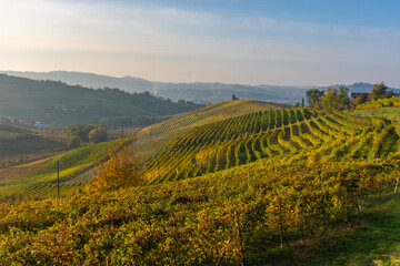 Naklejka premium Amazing autumnal landscape in the Langhe, famous vineyard area in Piedmont Italy
