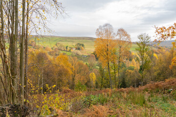 Obraz premium View to Eals in Northumberland from the South Tyne Trail in autumn