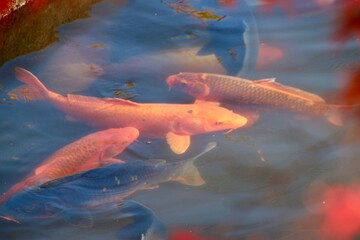 秋の蛇の鼻遊楽園・鯉（福島県・本宮市）