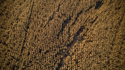 aerial photography of cornfields in Russia