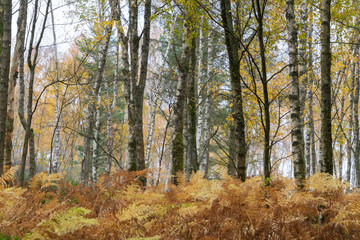 Obraz premium Colourful trees on the South Tyne trail in Northumberland, UK