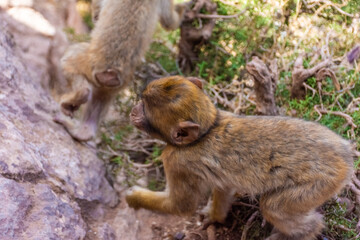 Wild baby barbary monkey on a tree in Morocco