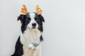 Funny puppy dog border collie wearing Christmas costume deer horns hat holding Christmas ornaments in mouth isolated on white background. Preparation for holiday. Happy Merry Christmas concept