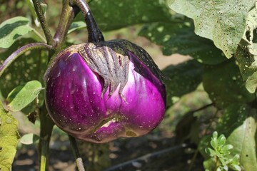eggplants on the vine