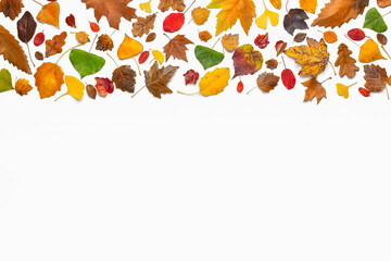 Bright autumn background with different fallen leaves on a white background. Place for your text.