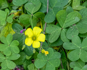 yellow clover flower and leaves top view closeup