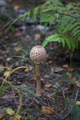 The white fungus Macrolepiota excoriata grows in a forest