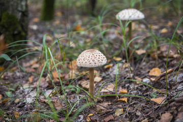 The white fungus Macrolepiota excoriata grows in a forest