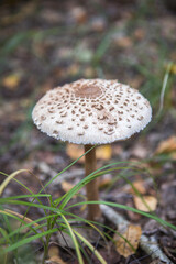 The white fungus Macrolepiota excoriata grows in a forest