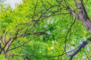Beautiful forest with trees and green foliage