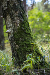 Obraz premium The trunk of a large birch tree is covered with green moss.