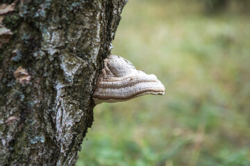 Chaga mushroom or inonotus obliquus fungus in birch tree