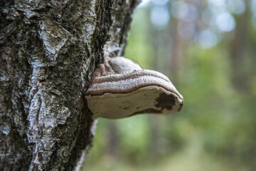 Chaga mushroom or inonotus obliquus fungus in birch tree