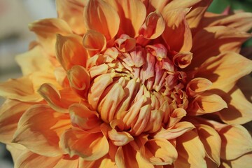orange dahlia flowers