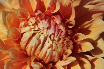 red and yellow dahlia