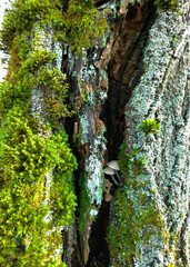 Moss on a tree trunk. Mushrooms on an old tree.